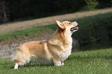 CORGI PEMBROKE 301